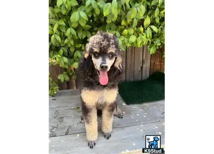 a poodle dog running on a deck